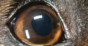 Image result for Mydriasis