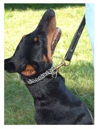 Leerburg Dog Training How To Fit A Prong Collar