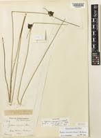 Image result for Pycreus macranthus