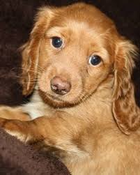 On Tuesday we had to say goodbye to our absolutely gorgeous girl Marla.  15years ago she nuzzled us when picking her up and since then has trained  us VERY well. Marla was