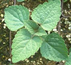 I am from the netherlands which has a pretty big licorice personally i think it's a tiny bit like sorta like less bitter coffee crema with cinnamon and then either salt or sugar. Agastache Foeniculum Licorice Mint Anise Hyssop