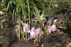 Image result for Siphonochilus