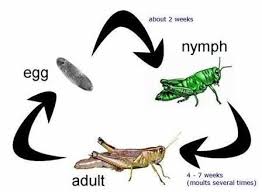 Life Cycle Science Life Cycles Life Cycles Life Cycles Activities