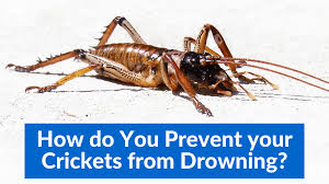 One suggestion is to mix the boric acid with sugar, onion, and water as suggested in this article. How Do You Prevent Your Crickets From Drowning Tutorial 4 Cricketinsect Com