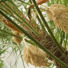 Strand & palmen tapete für wohnzimmer 368x254cm foto wandschmuck kein klebstoff. Viel Licht Viel Wasser Palmen Im Haus Richtig Pflegen Wohnen