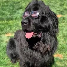 Founded in 1884, the akc is the largest purebred dog registry in the world. Newdle Newfypoo Puppies From Lucky Day Ranch Home Facebook