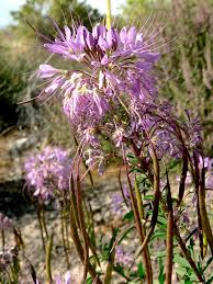 Image result for Cleome macrophylla