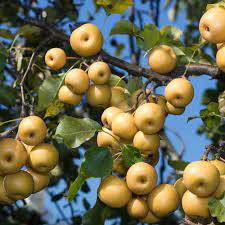 Pyrus pyrifolia is a species of pear tree native to east asia. Shinko Asian Pear Tree Fruit Trees From Gurneys