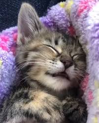 Sweet Kitteh Dreams Cuteanimalhumor Kittens Cutest Kittens Cute Cats