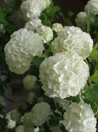 The 3 balls in front are chamacyparis psifera gold mop. Viburnum Opulus Care How To Grow A Snowball Viburnum Bush