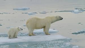 Structural adaptations of a polar help her to adapt with different environmental stressors such as the bear white fur which camouflages her in the snow. Polar Bear Adaptations Youtube