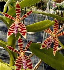 Image result for Angraecum infundibulare