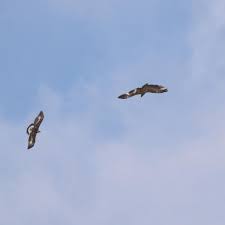Nun seht selber den unterschied auf dem foto. Bartgeier Steinadler Stiftung Pro Bartgeier