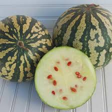 Watermelons don't continue ripening after they are picked, so harvest time is important. Icebox Watermelons Seeds Urban Farmer