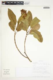Image result for Mimulopsis arborescens
