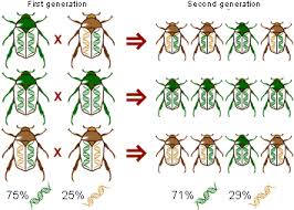 What Is Microevolution Genetic Drift Evolution Science Online Science