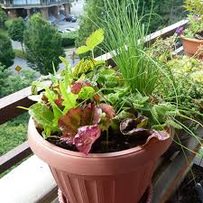 While not all flowers are edible, here are. How And Why We Grow Lettuce In Containers Horticulture