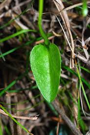 Image result for Ophioglossum gomezianum