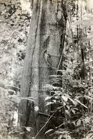 Image result for Trema sp A