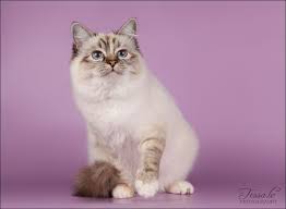 Ch Eleni Pure Passion Of Sweet Katicat Sbif21 Cattery Birman Cat Kittens