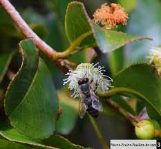 Image result for Aphloia theiformis