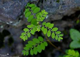 Image result for Phyllanthus tenellus