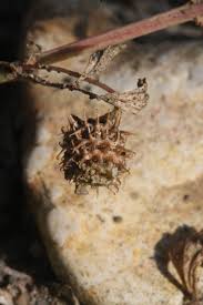 Image result for Medicago laciniata