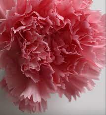 Pink Carnation Carnation Flower Wholesale Flowers Pink Carnations