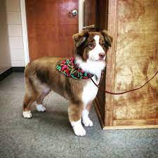 Grooming Photo Library Pet Motel And Salon Grooming Australian Shepherd Australian Shepherd Dog Grooming Styles