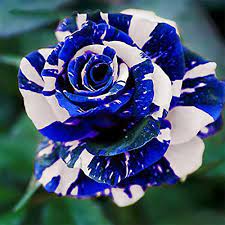 Blue dragon rose