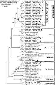 Image result for Pimpinella alismatifolia