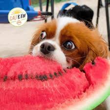 Can dogs eat watermelon seeds and rind? Can You Feed Dogs Watermelon