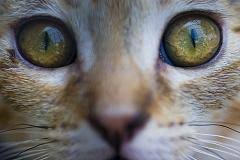 He consulted with three top veterinarians for the said initiative. Are Cats Color Blind Like Dogs And Do They Only See Black And White