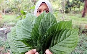 Susulan pindaan akta racun 1952 yang akan dipinda bagi dimasukkan aktiviti penanaman ketum sebagai satu kesalahan, hari. Khasiat Dan Kesan Buruk Air Ketum Kepada Badan Iluminasi