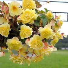 Begonia Seeds 11 Begonias Annual Flower Seeds Annual Flowers Tuberous Begonia Flowers Perennials
