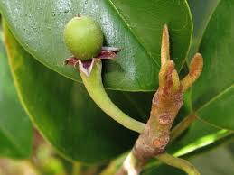 Image result for Manilkara kauki