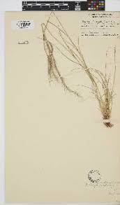 Image result for Hermbstaedtia linearis