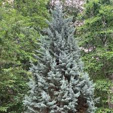 Image result for Cupressus arizonica