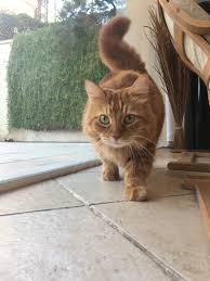 Μπορεί ένα πουλί, μια γάτα και ένας σκύλος να συνυπάρξουν κάτω από την ίδια στέγη και ακόμη και να γίνουν οικογένεια; Symperifora Ais8hseis Ailoyros Iatreio Gia Gates