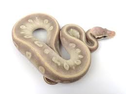 Pin On Dream Reptiles