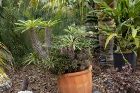 Image result for Parapodium costatum