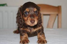Dachshund litter of puppies for sale near new mexico, belen, usa. Chocolate Long Haired Miniature Dachshund Petsidi