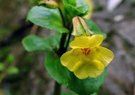 Image result for Phrymaceae