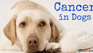 The average survival time for patients with lymphoma treated with prednisone only is 60 days. Lymphoma In Dogs Good Pet Parent