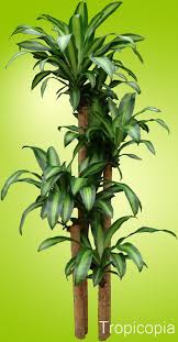 How To Care For A Dracaena Corn Plant Houseplant411 Com Houseplant 411 How To Identify And Care For Houseplants Corn Plant Care Dracaena Plant Corn Plant