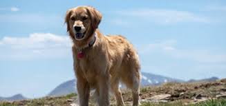 We are a seasoned hobby breeder. Golden Retriever Breeders In Maine Reviewed Breeder Review