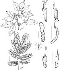 Image result for Loxogramme latifolia