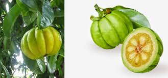 Garcinia atroviridis, known as asam gelugur, asam gelugo, or asam keping in malay, is a large rainforest tree native to peninsular malaysia. Asam Gelugur Membantu Mengurangkan Berat Badan Dr Zubaidi Hj Ahmad Menulis