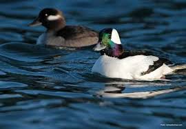 Types Of Ducks Geese Duck Identification Types Of Ducks Duck Identification Waterfowl