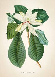 Magnolia acuminata, magnolia virginiana (linn.) the leaves of magnolia acuminata are oval, about 6 inches long by 3 broad, and slightly hairy below, with a. Magnolia Botanical Print Magnolia02 Digital Art By Aged Pixel